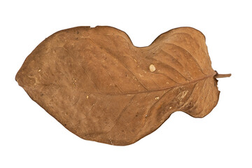 dry leaves on white background