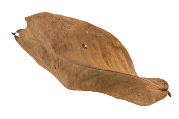 dry leaves on white background