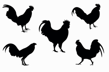Rooster and black cock pose silhouettes