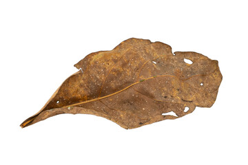 dry leaves on white background