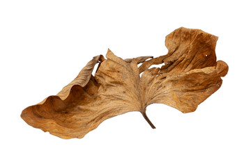 dry leaves on white background