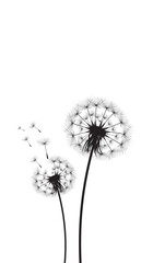 Vector illustration dandelion time. Black Dandelion seeds blowing in the wind. The wind inflates a dandelion isolated on a white background.