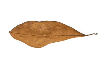 dry leaves on white background