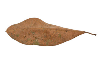 dry leaves on white background