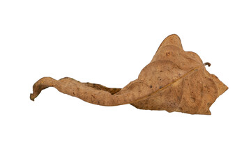 dry leaves on white background