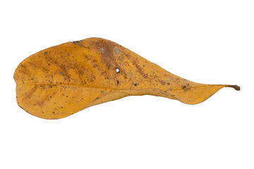 dry leaves on white background