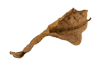 dry leaves on white background