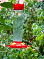 Obraz premium Vertical of a hummingbird perched on a bird feeder in a green garden