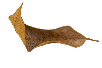 dry leaves on white background