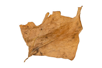 dry leaves on white background