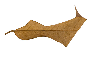 dry leaves on white background