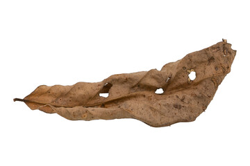 dry leaves on white background