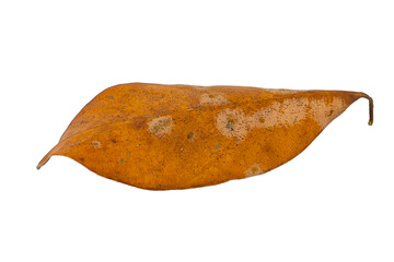 dry leaves on white background