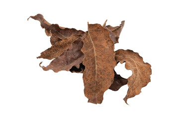 dry leaves on white background