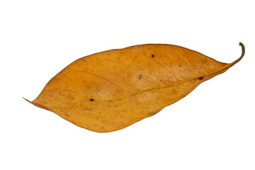 dry leaves on white background