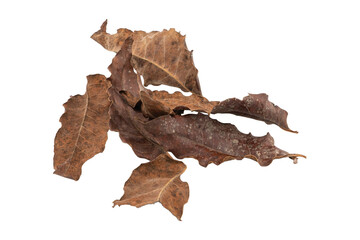 dry leaves on white background