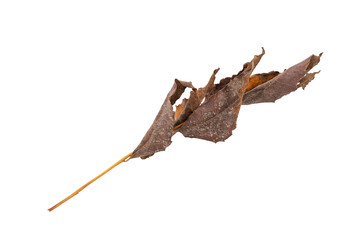 dry leaves on white background