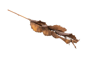 dry leaves on white background