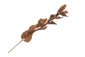 dry leaves on white background