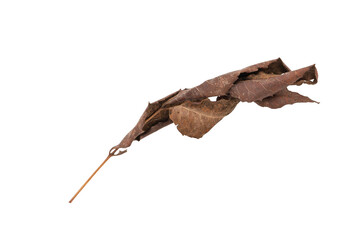 dry leaves on white background
