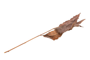 dry leaves on white background