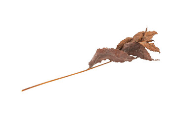 dry leaves on white background