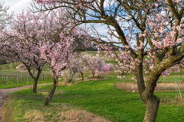Blühende Mandelbäume am Pfälzer Mandelpfad, Siebeldingen, Deutsche Weinstraße, Rheinland-Pfalz, Deutschland
