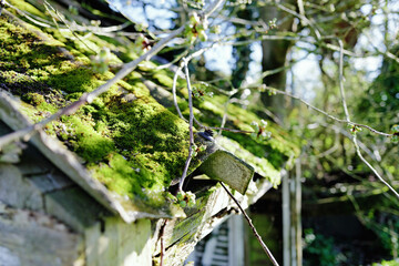 Shallow focus of moss growing on an old asbestos roof of a derelict home at the edge of a forest in...