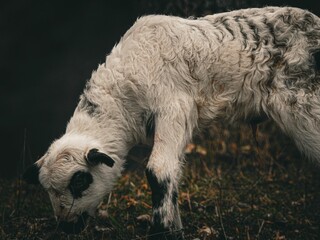 Fototapeta premium White sheep with black spots grazing in a forest