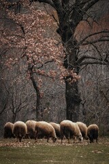 Vertical shot of a flock of sheep grazing on a field under trees