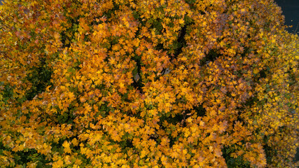 Aerial view of colorful Autumn Leaves on top of a Maple Tree