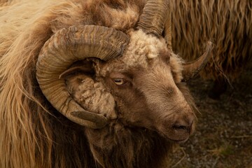 Closeup shot of a bighorn ram with large curved horns