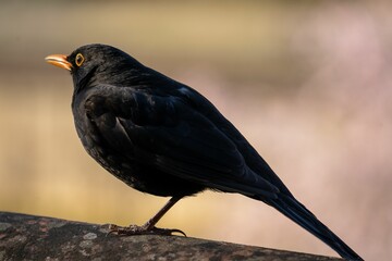 Obraz premium a black bird sits on a log outside in the sun