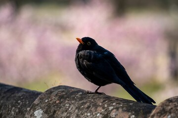 a black bird sits on the edge of a rock structure