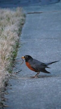 Vertical shot of Itinerant thrush bird perched on ground and eating a worm