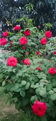 red rose bush in the morning 