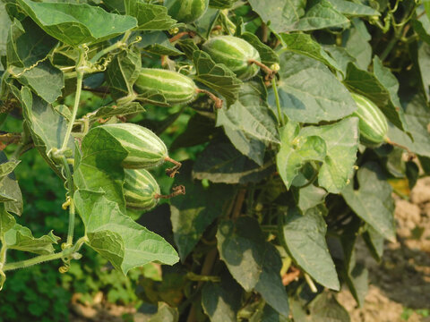 pointed gourd farming green field