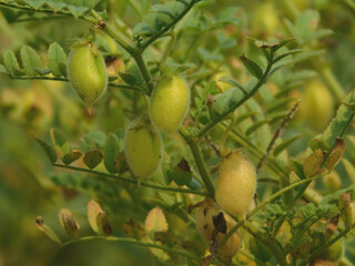 Chickpeas pod on green young plant closeup for food health. Close up of Cicer Arietinum green Gram...