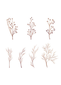 A set of twigs without leaves. Watercolor illustrations of brown tones