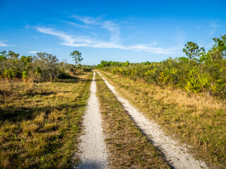 Fototapeta na wymiar Primitive road in Deer Prairie Creek Preserve in Venice Florida USA