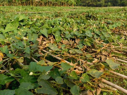 pointed gourd farming green field