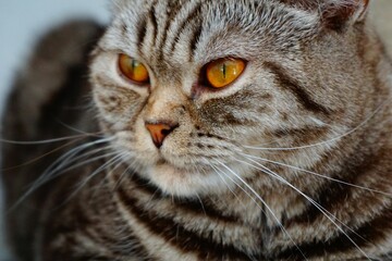 Portrait of an adorable tabby cat with orange.