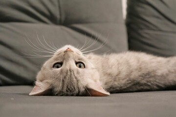 Adorable tabby cat lying on a couch.