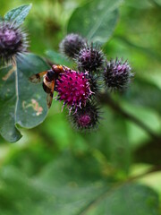 bumblebee on a flower