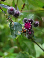 summer nature flower clover macro