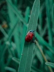 Close-up of a four-spot leaf beetle (Clytra quadripunctata) perched atop a green stem