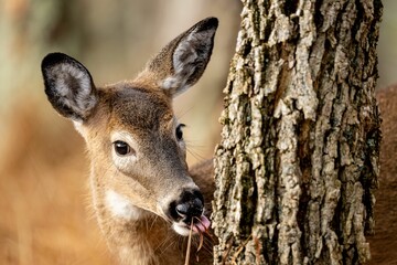Juvenile deer stands in a tranquil forest setting near a tree trunk