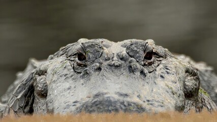 Close-up of a large, green American Alligator, gazing at something
