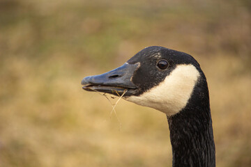 closeup of the head of Brant or canadian goose