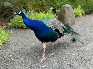 Fototapeta premium Closeup of a peacock walking outdoors on a rocky ground